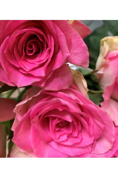 Троянда Малібу ніжні рожеві пелюстки 